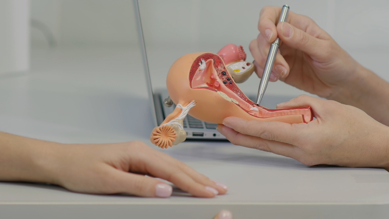 modelo de anatomia del utero