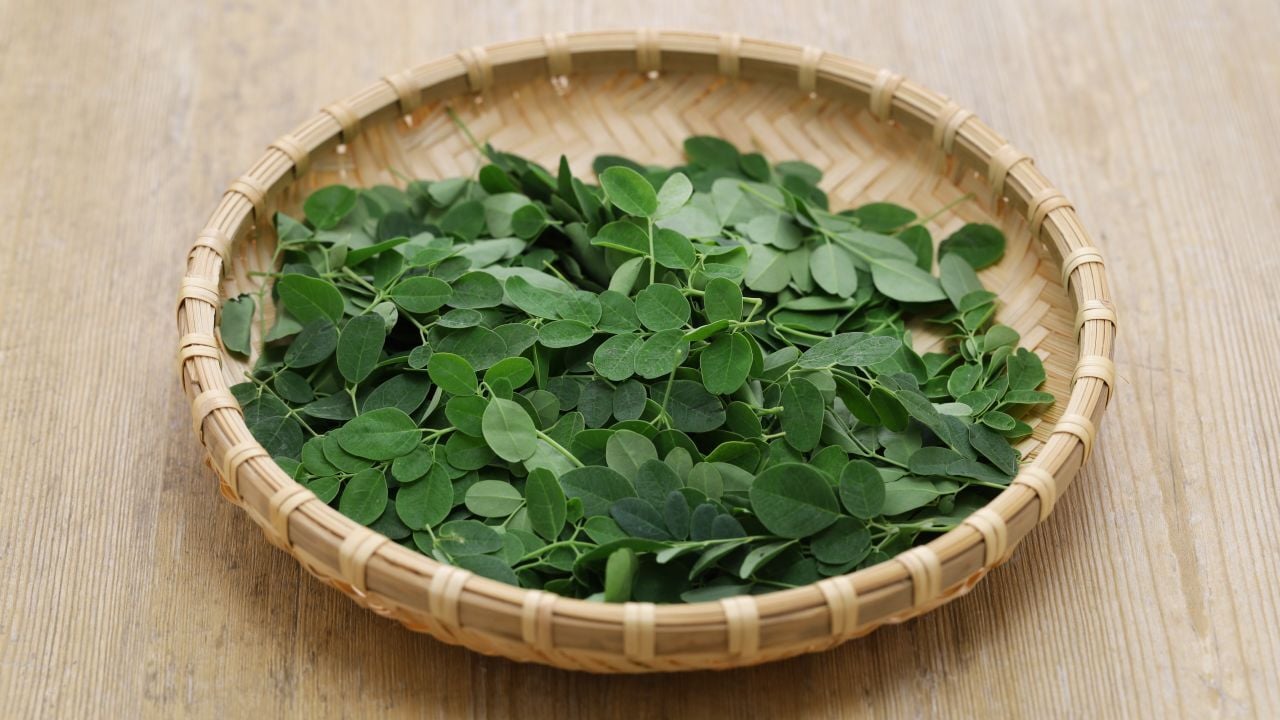 que es moringa