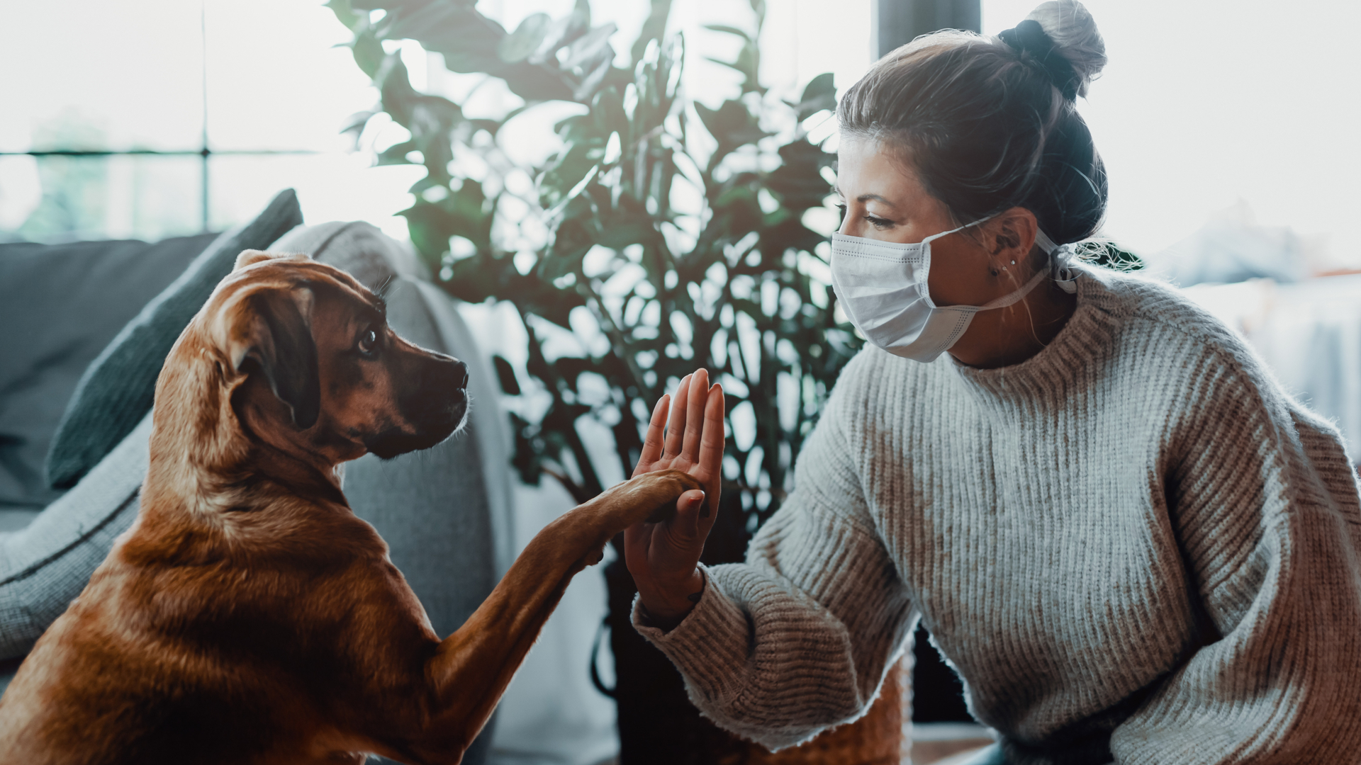 perro dando la mano a mujer